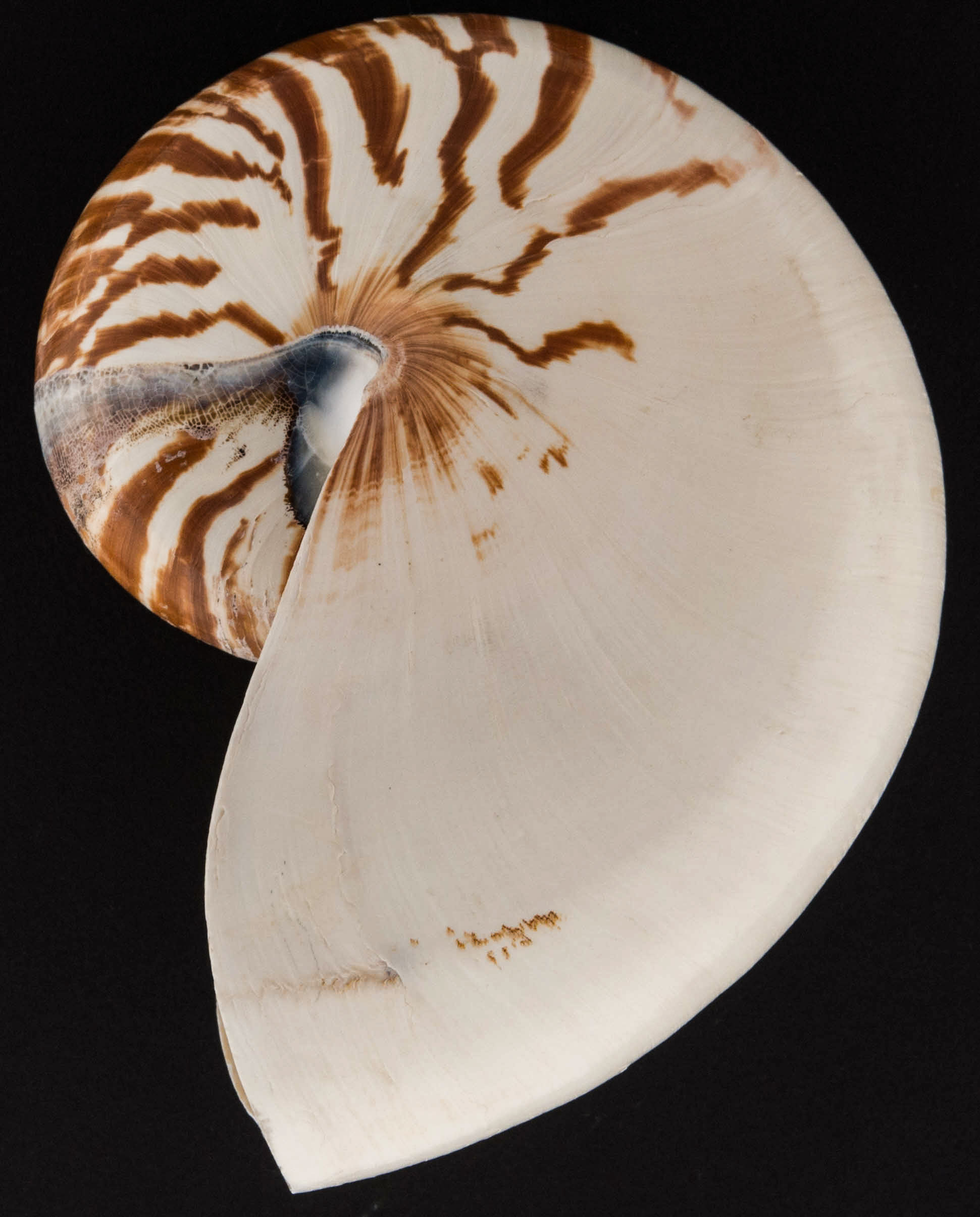 One cream chambered nautilus shell with brown irregular lines. The shell has a D shaped aperture.